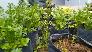 No need for a big garden, Growing Celery at home was surprisingly easy