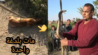 كوبرا ضخمة قتلت كلب بلدغة واحدة وتم صيدها بعد محاصرتها من المزارعين مع مصطفى هجرس