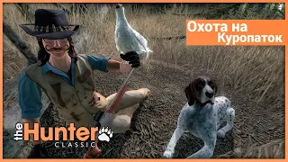 Охота на куропаток в theHunter: Classic