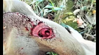 Deer kill at 7 yards! | GRAPHIC | Rage Hypodermic