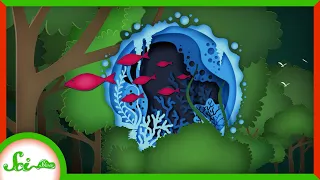 Aquatic Animals That Live in Trees