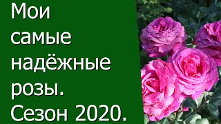 Мои самые надёжные розы. Сезон 2020.