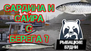 Ловим сайру и сардину с берега на Норвежском / Русская рыбалка 4 / #рр4