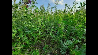 Jak uzyskać większe plony lucerny