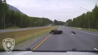 Watch out for moose