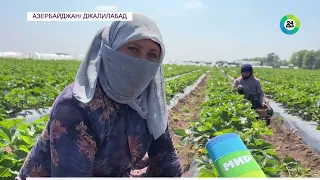 Сбор клубники начался в Азербайджане