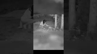 WITCHES CAUGHT ON CAMERA EATING A DEAD DEER