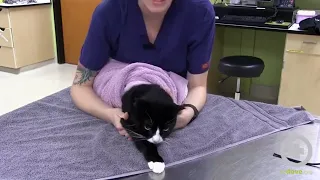 The Purrito Method: Feline Towel Restraint