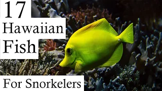 17 Hawaiian Reef Fish Every Snorkeler Should Know About (In Under 2 Minutes!)