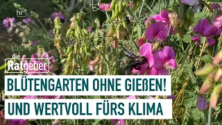 Gießfreier Garten: Die gute Alternative zum Schottergarten! | Die Ratgeber