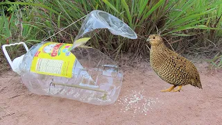 Easy Creative Method Quail Trap Using Big Plastic Bottle & Wood - How To Make Bird Trap