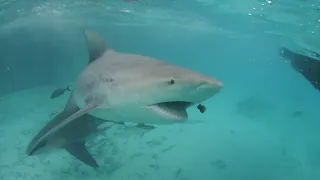 Bull Shark Takes Surfer And Board to Sea Floor