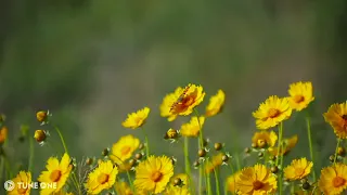 Wild Flowers   Relaxing Guitar Music   Music For Stress Relief Music, Spa, Meditation, Yoga