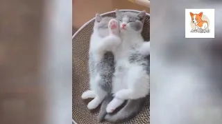 OMG So Cute Cats  Best Funny Cat Videos 2021 -pet lover for like you