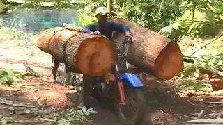 Extreme Motorbike Logging Transport - Carrying Heavy Loads on Difficult Roads