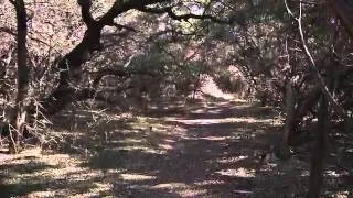 Mountain Lion Sighting Reported at Park