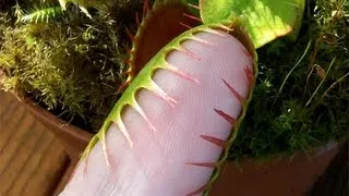 Venus Flytrap grabs pinkie finger