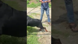 AGGRESSIVE ROTTWEILER DOG VS STREET DOG 🐕