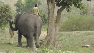Bandipur Nationalpark Elefanten