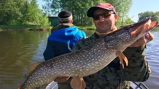 Вот почему я люблю рыбалку на реке! Нарвались на щуку и судака на вытеках.