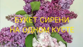 Букет сирени на одном кусте. Прививка сирени в вашем саду.