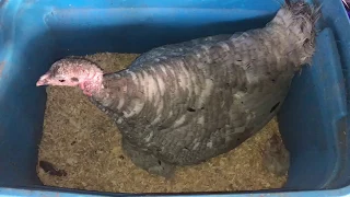 Baby Turkey Poults Hatched