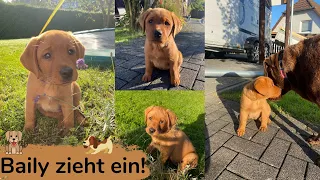 NEW DOG❓🐶 | WELCOME Baily 😍❤️  | Marina und die Ponys