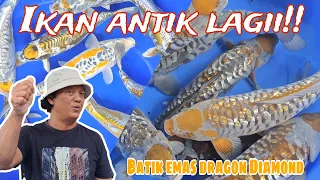 REVIEW ARAGOKE RACING UNIK ANTIK CANTIK | SIZE 30 - 40 up | PUTRA KOI FARM BLITAR