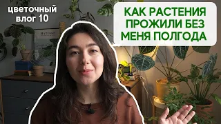 Состояние моей КОЛЛЕКЦИИ РАСТЕНИЙ спустя 6 месяцев / Мои планы + ЦВЕТОЧНАЯ РУТИНА