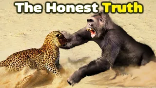 GORILLA vs LEOPARD - The Honest Truth #gorilla #leopard #animals