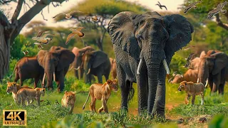 Our Planet | 4K African Wildlife - Great Migration from the Serengeti to the Maasai Mara, Kenya #16