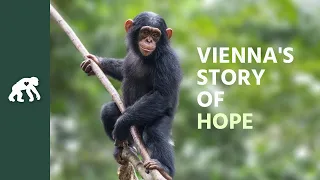 Get to Know Vienna's Tchimpounga Sanctuary Story of Hope