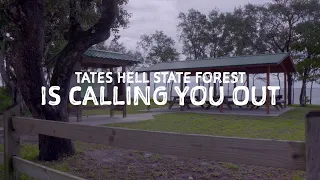 We're Calling You Out to Tate's Hell State Forest