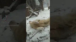 алабай радіє снігові🦮🐕‍🦺