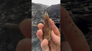 Exposing a perfect Jurassic Belemnite deathbed which was in a large loose shale slab