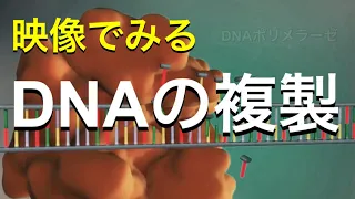 【生物】DNAの複製を映像でわかりやすく学ぶ