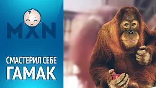 Орангутанг смастерил себе гамак. НЕВЕРОЯТНО! | Смотреть онлайн HD