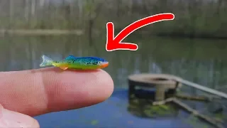 SMALLEST Swimbait EVER = MONSTER Fish!!! (NEW PB)