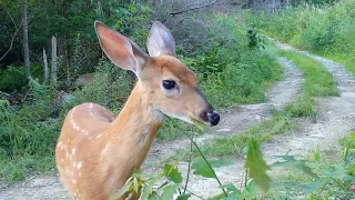 Fawn Feeding | Big Bucks | Deer | Bobcat | Turkey | Trail Cam | Maine Wildlife Trail Video