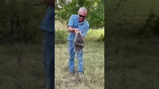 Man Gets Pricked By Porcupine Quills While Trying to Hold it - 1241131