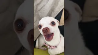My chihuahua started to talking😱😱😱