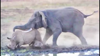 Elephant Tramples Rhino & Baby!