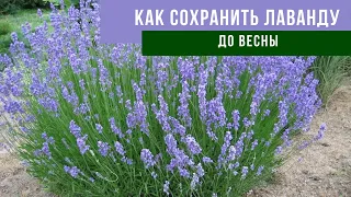 КАК УКРЫТЬ ЛАВАНДУ НА ЗИМУ | Простой способ подготовки лаванды к зиме