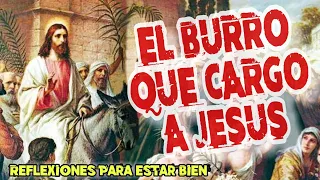 Reflexion | El burro que cargo a Jesús 👃