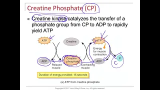 Muscle physiology Muscle Metabolism ATP production
