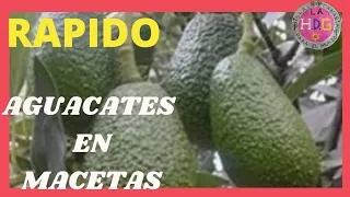 YA NO ESPERES AÑOS PARA TENER AGUACATE CON FRUTOS EN MACETAS