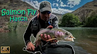 Fly Fishing the 2023 SALMON FLY HATCH on the Lower Deschutes River! (High & Off-Color Water)!