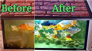 [Before & After] Sunsun UV Light Sterilizer Filtration Pump JUP-01 Aquarium Review