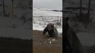 Grizzly Bear With Cubs Charges Truck on Rural Road