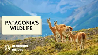 10 Most Amazing Animals Found in Patagonia